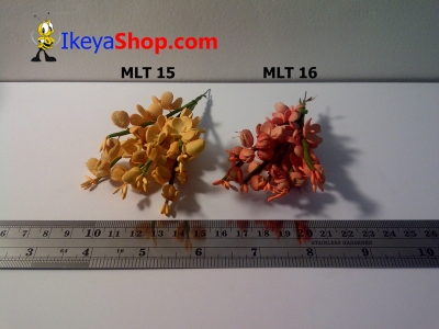 MLT 15 16  large2